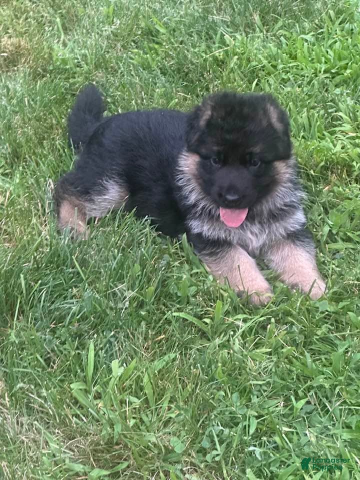 German Shepherd dogs German Shepherd Pick of litter Male Blue Collar - Ad 1