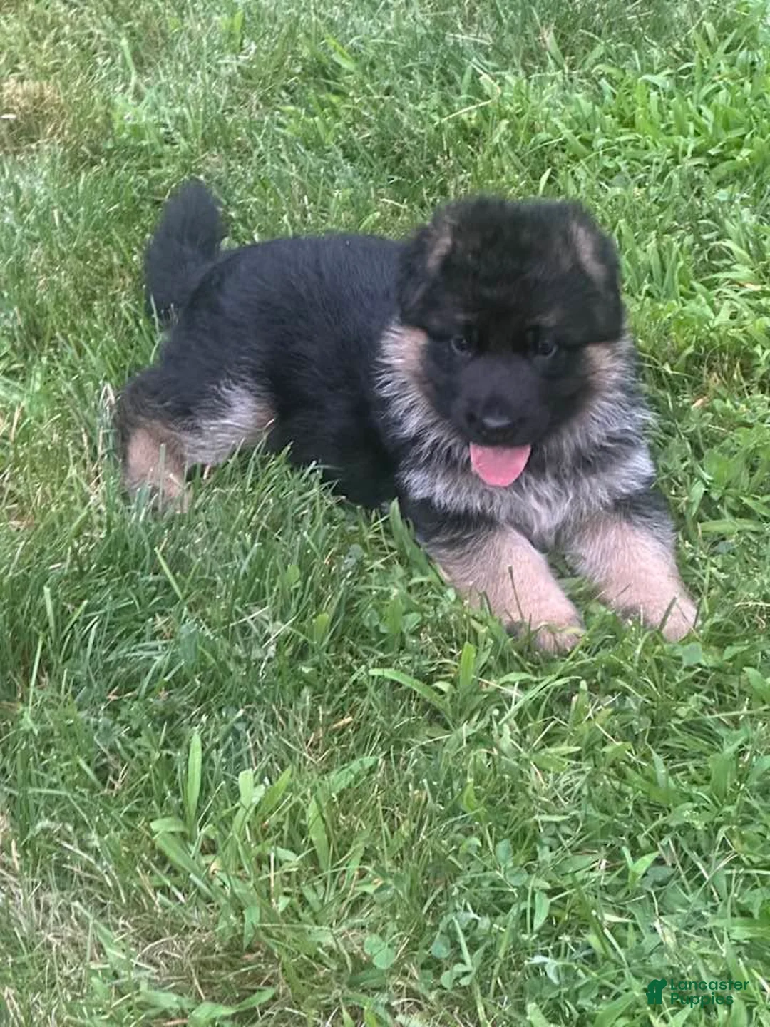 German Shepherd dogs for sale: German Shepherd Pick of litter Male Blue Collar - Ad 1
