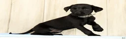 Labrador Retriever dogs for sale: Brady - Ad 1