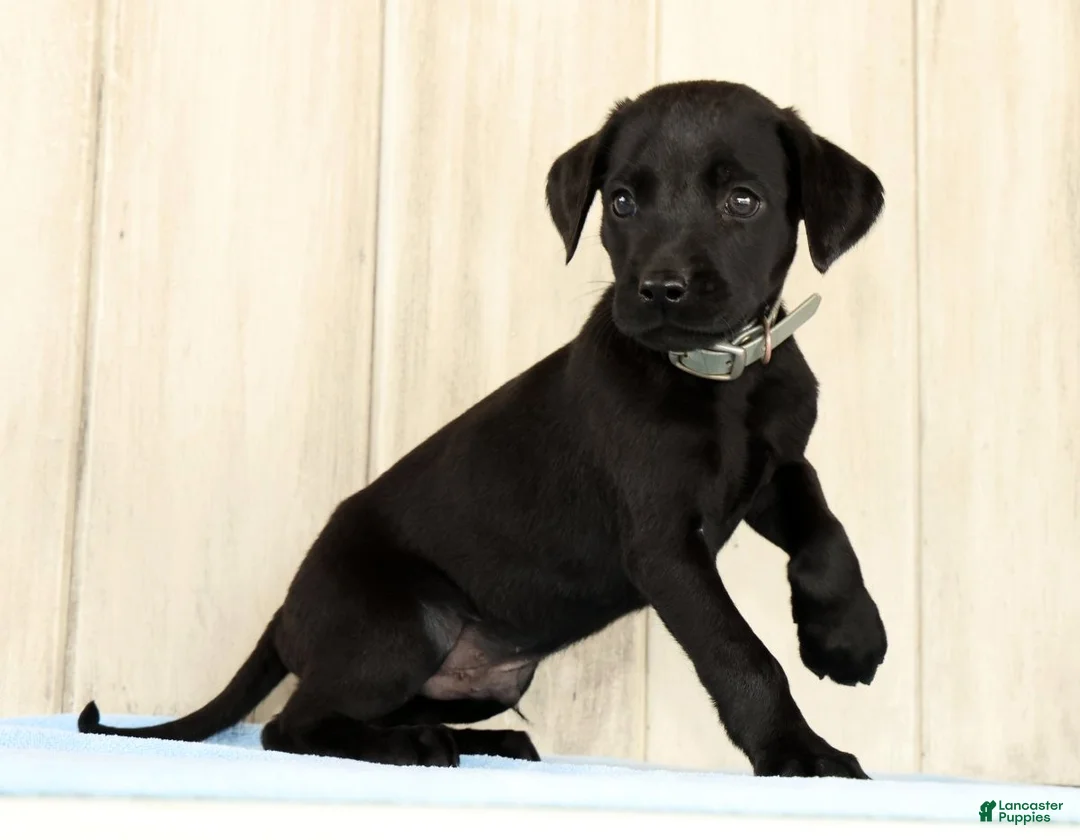 Labrador Retriever dogs for sale: Brady - Ad 1