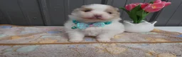 Pomeranian dogs for sale: Pomeranian Puppy 1 Pearl - Ad 2