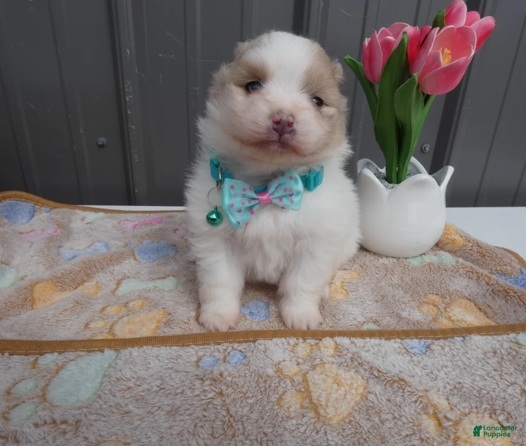 Pomeranian dogs for sale: Pomeranian Puppy 1 Pearl - Ad 2