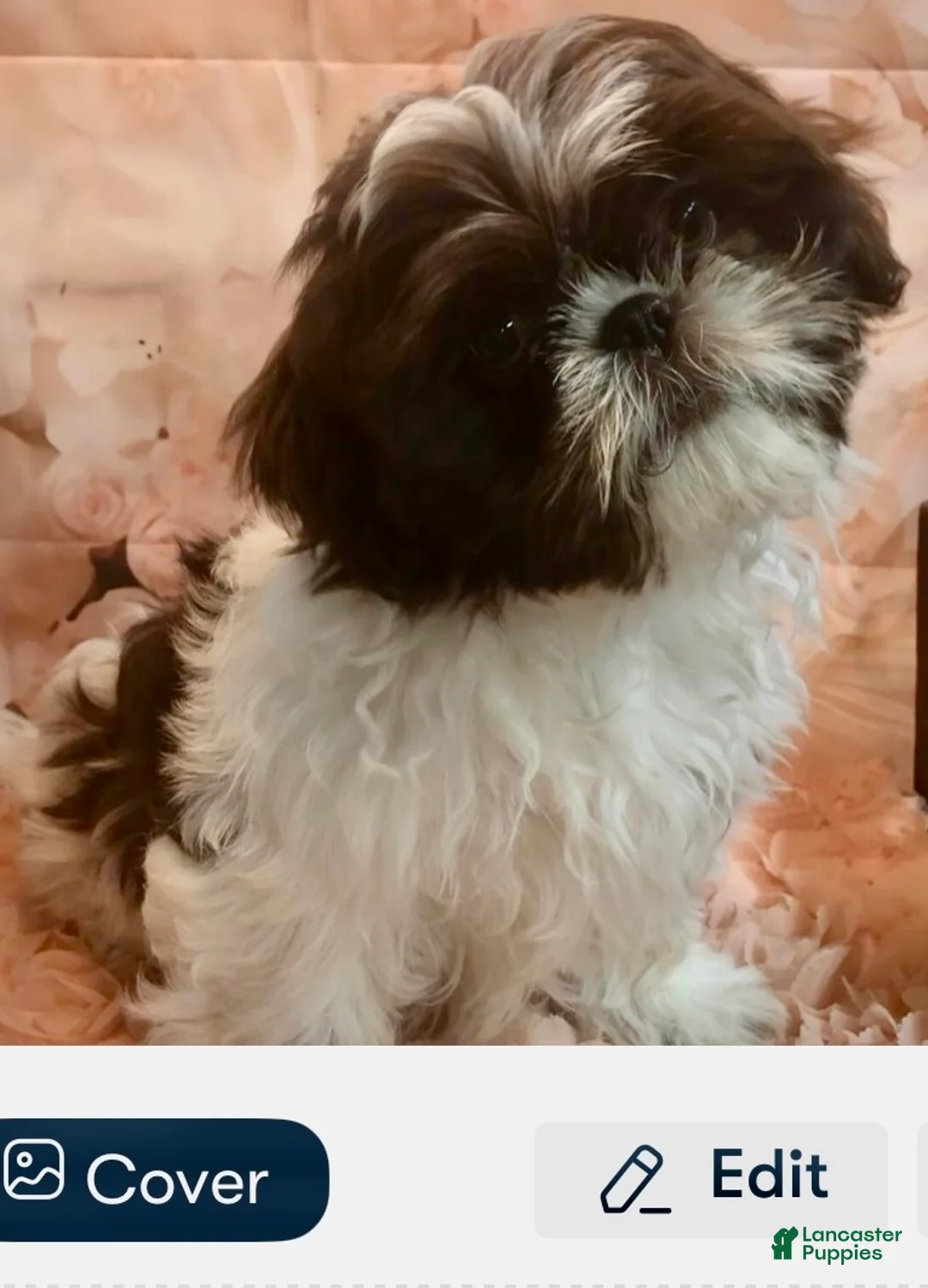 Shih Tzu dogs for sale: Shih Tzu Puppy 4 - Ad 2