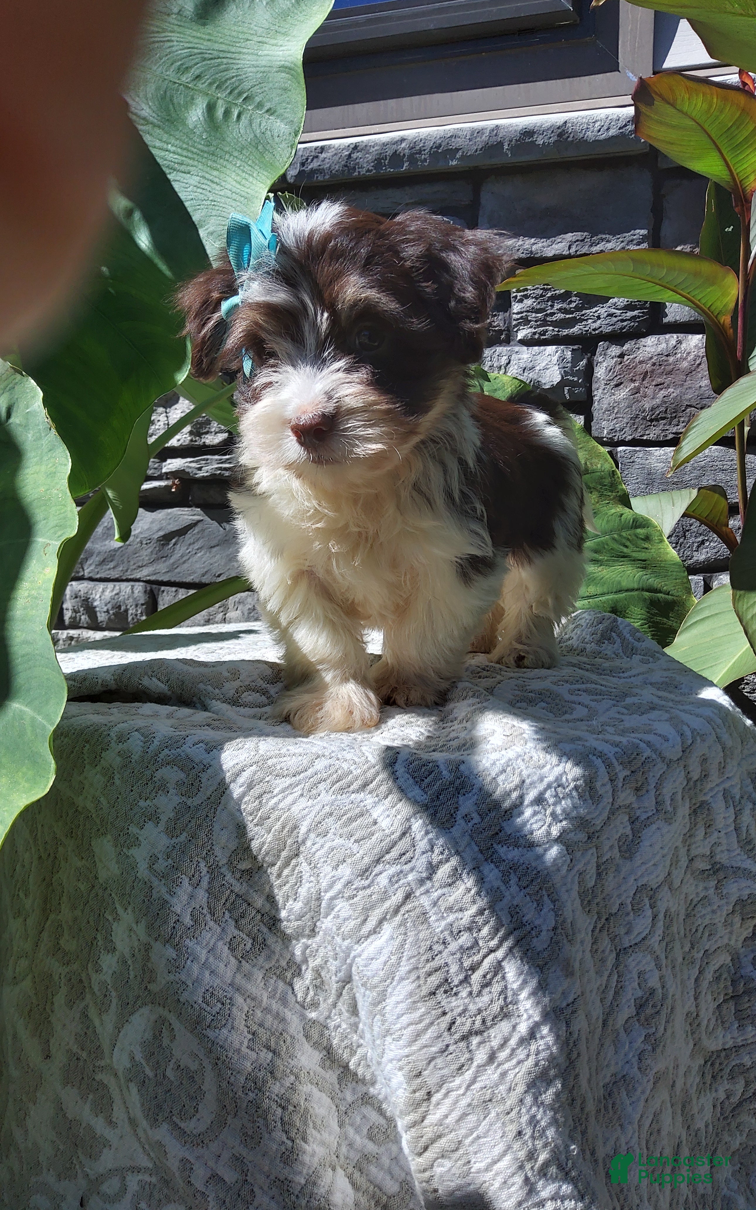 Havanese dogs Buster - Ad 2