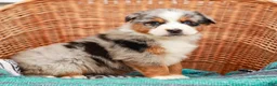 Australian Shepherd dogs for sale: Scamper - Ad 3