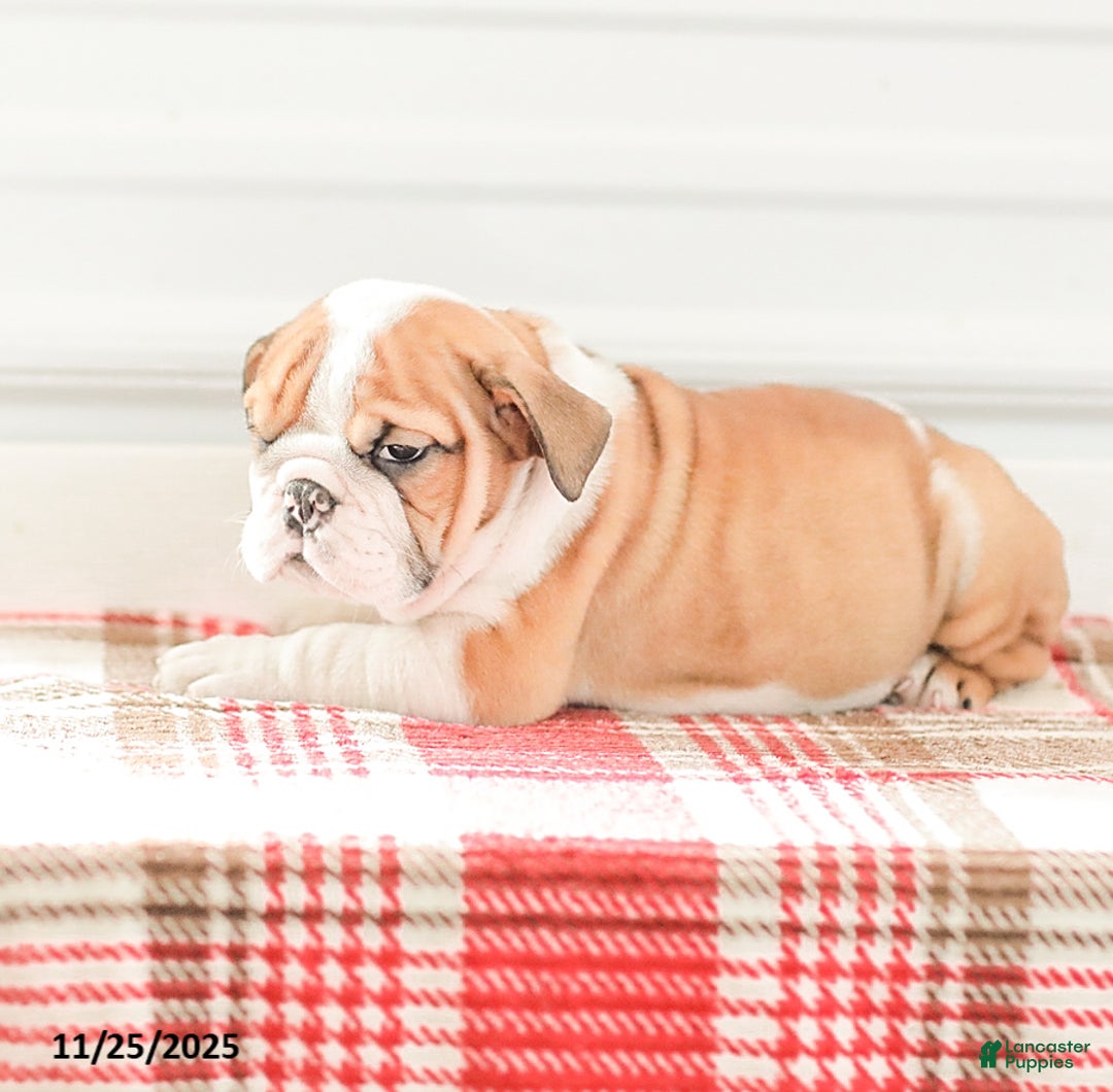English Bulldog dogs for sale: Rob - Ad 9
