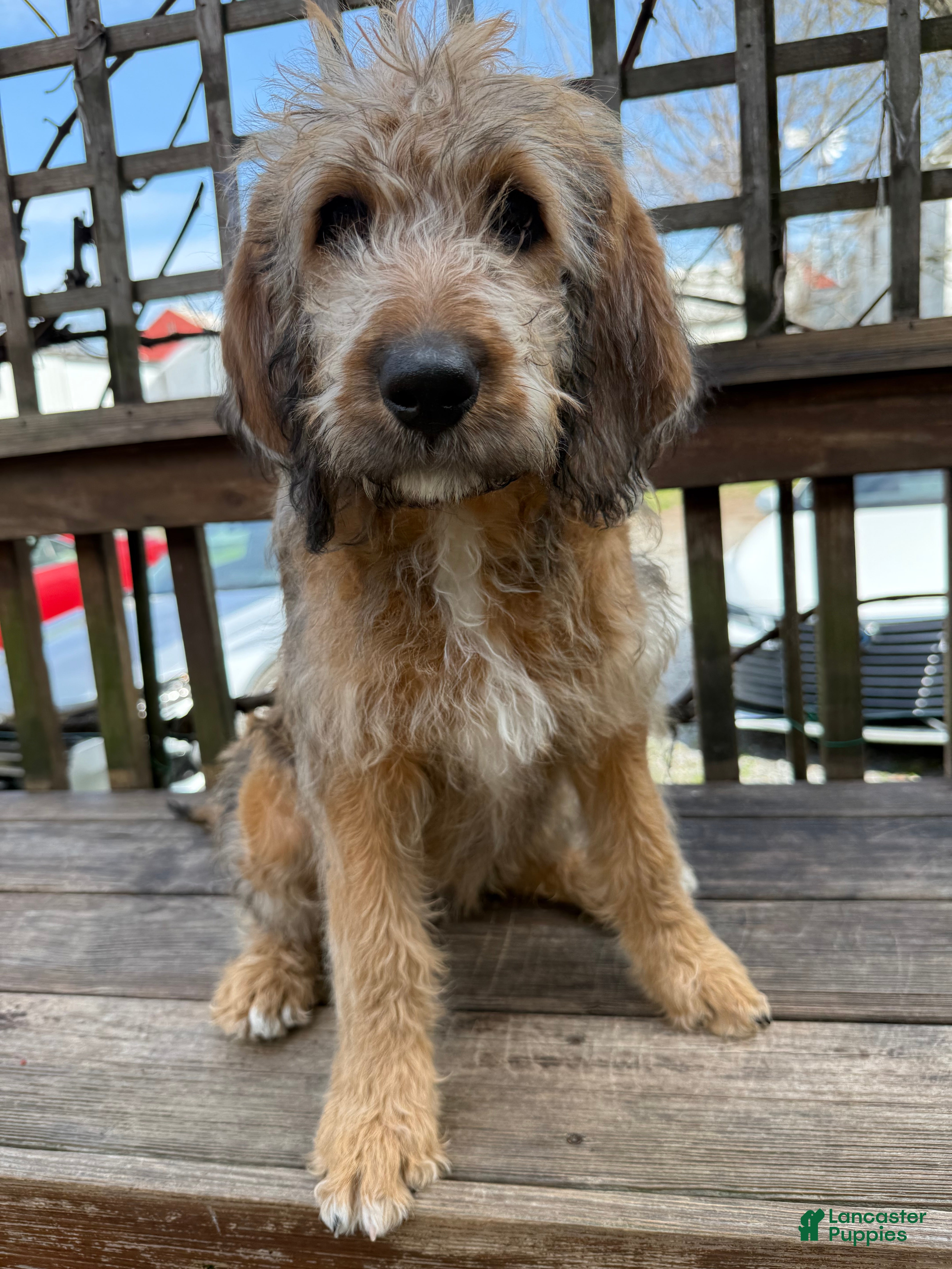 Mixed Breed dogs Sofie - Ad 2