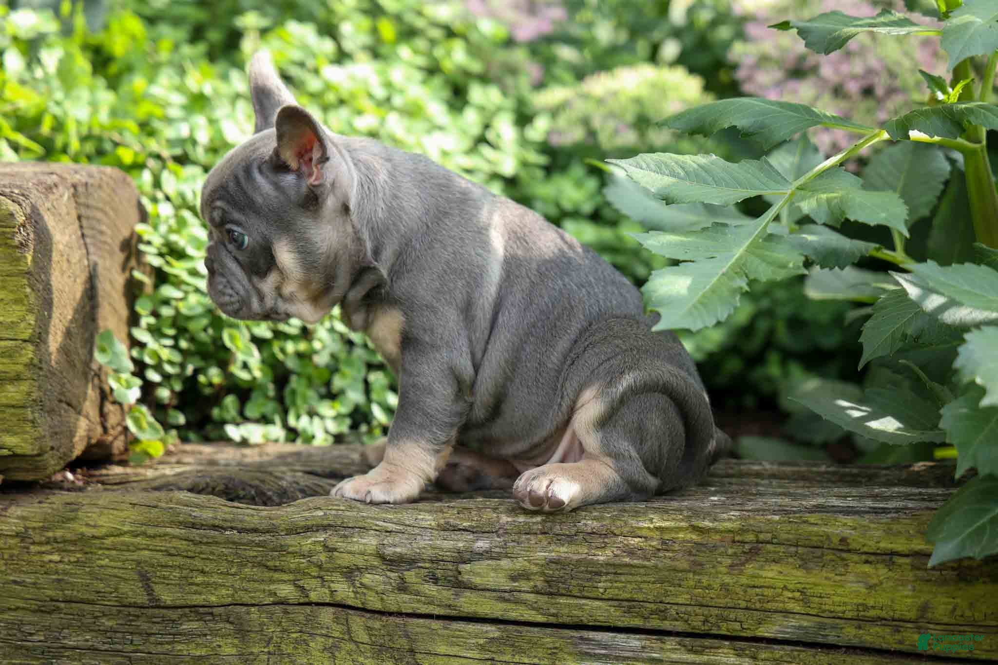 French Bulldog dogs 🐾 Mateo - Ad 2