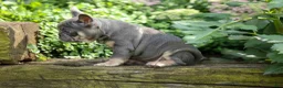 French Bulldog dogs for sale: 🐾 Mateo - Ad 5