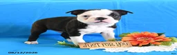 Boston Terrier dogs for sale: Alex - Ad 5