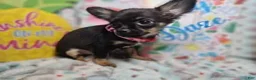Chihuahua dogs for sale: Faith  (T-Cup) long-hair - Ad 3