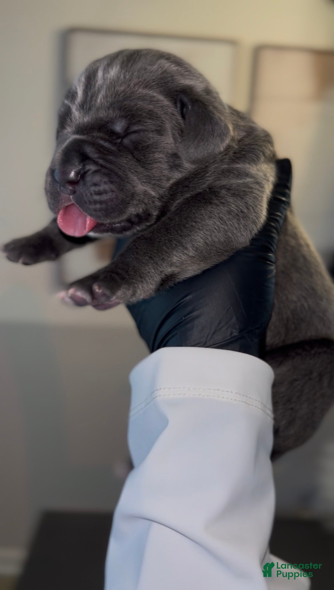 Cane Corso dogs Zayn - Ad 2