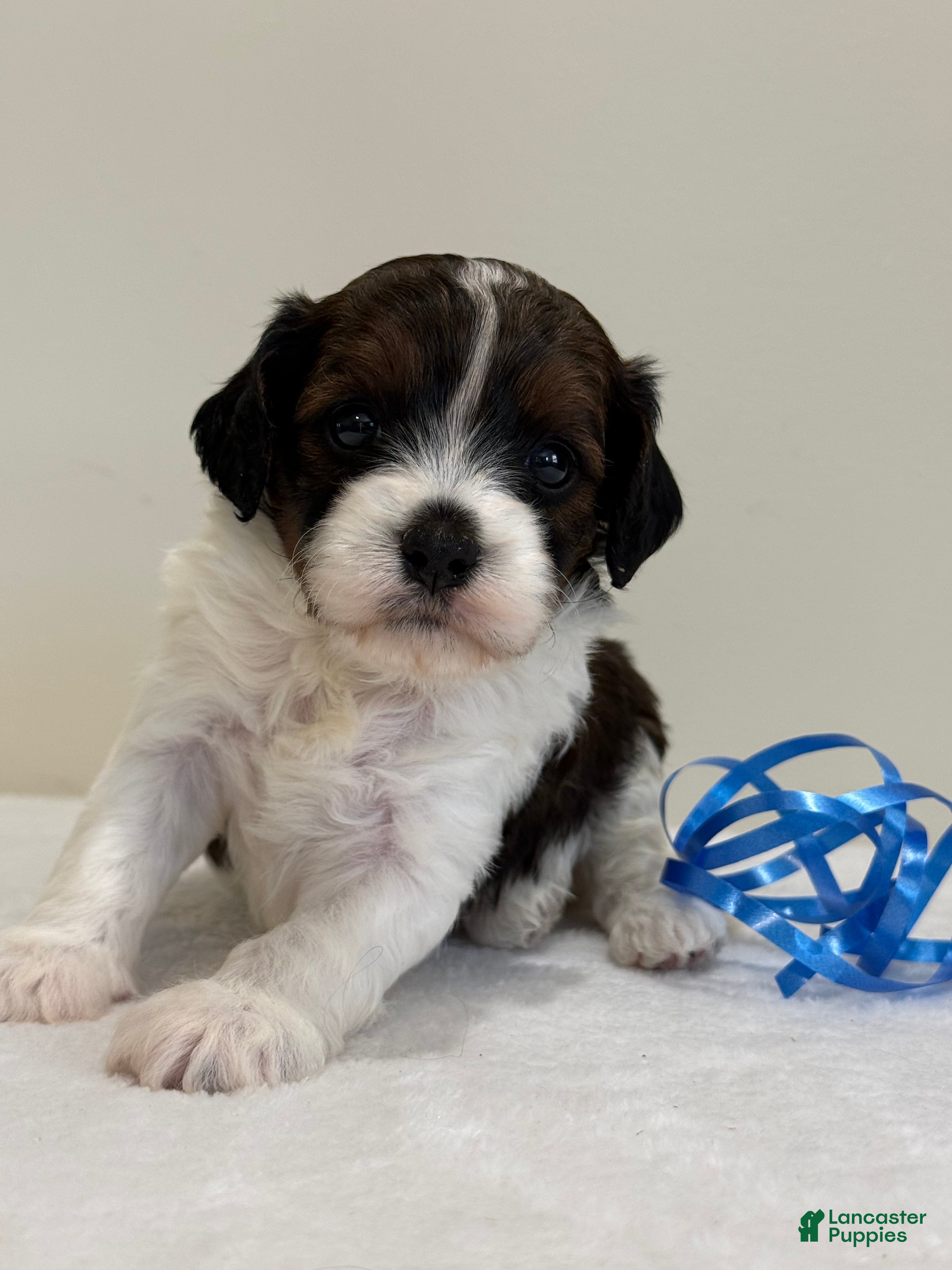 Cavapoo dogs Blueberry Cavapoo  - Ad 1