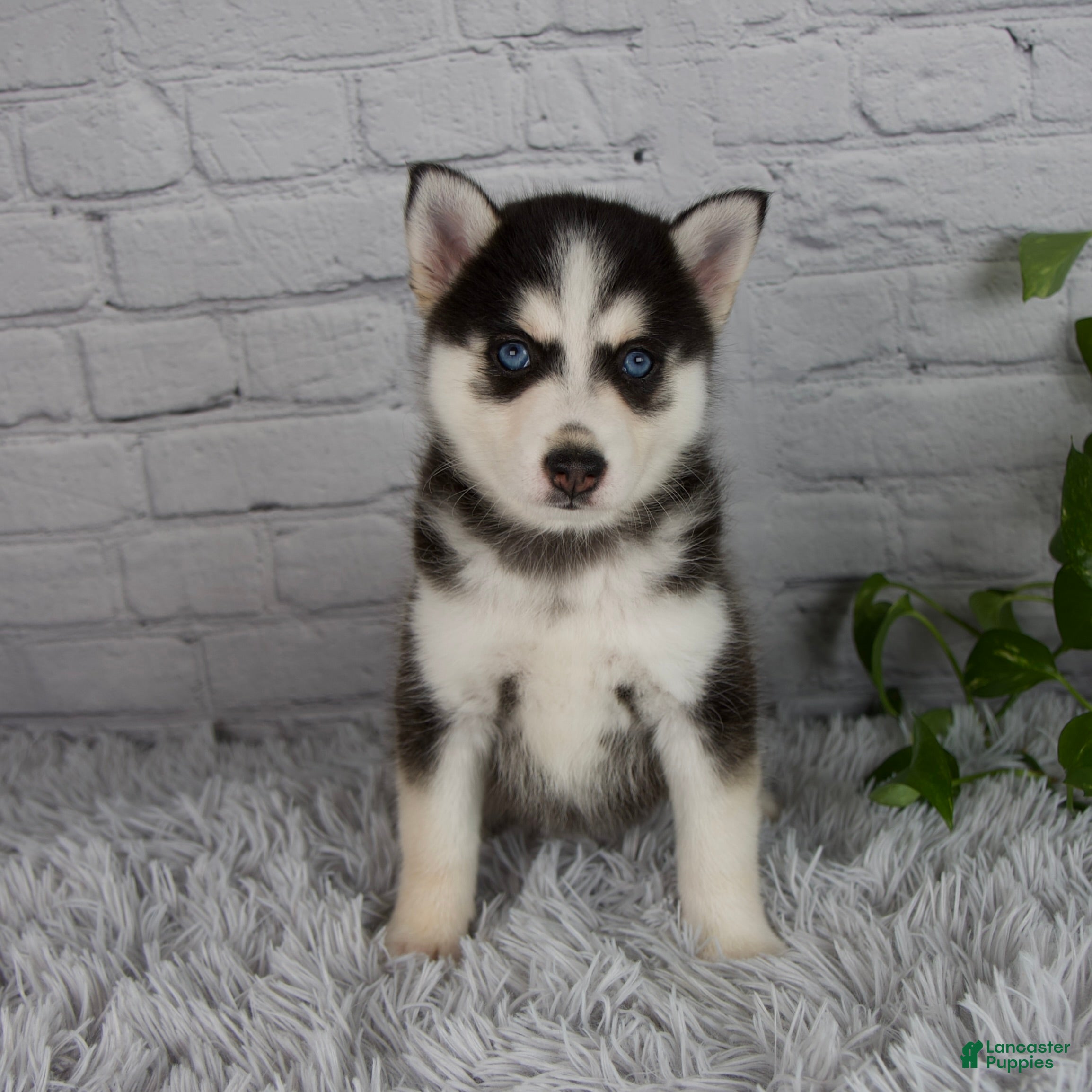 Pomsky dogs for sale: Traci - Ad 1