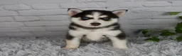 Pomsky dogs for sale: Traci - Ad 1