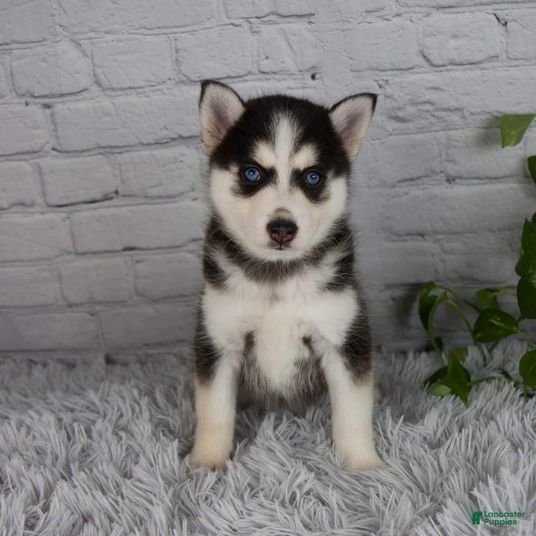 Pomsky dogs for sale: Traci - Ad 1