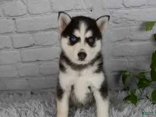 Pomsky dogs for sale: Traci - Ad 1