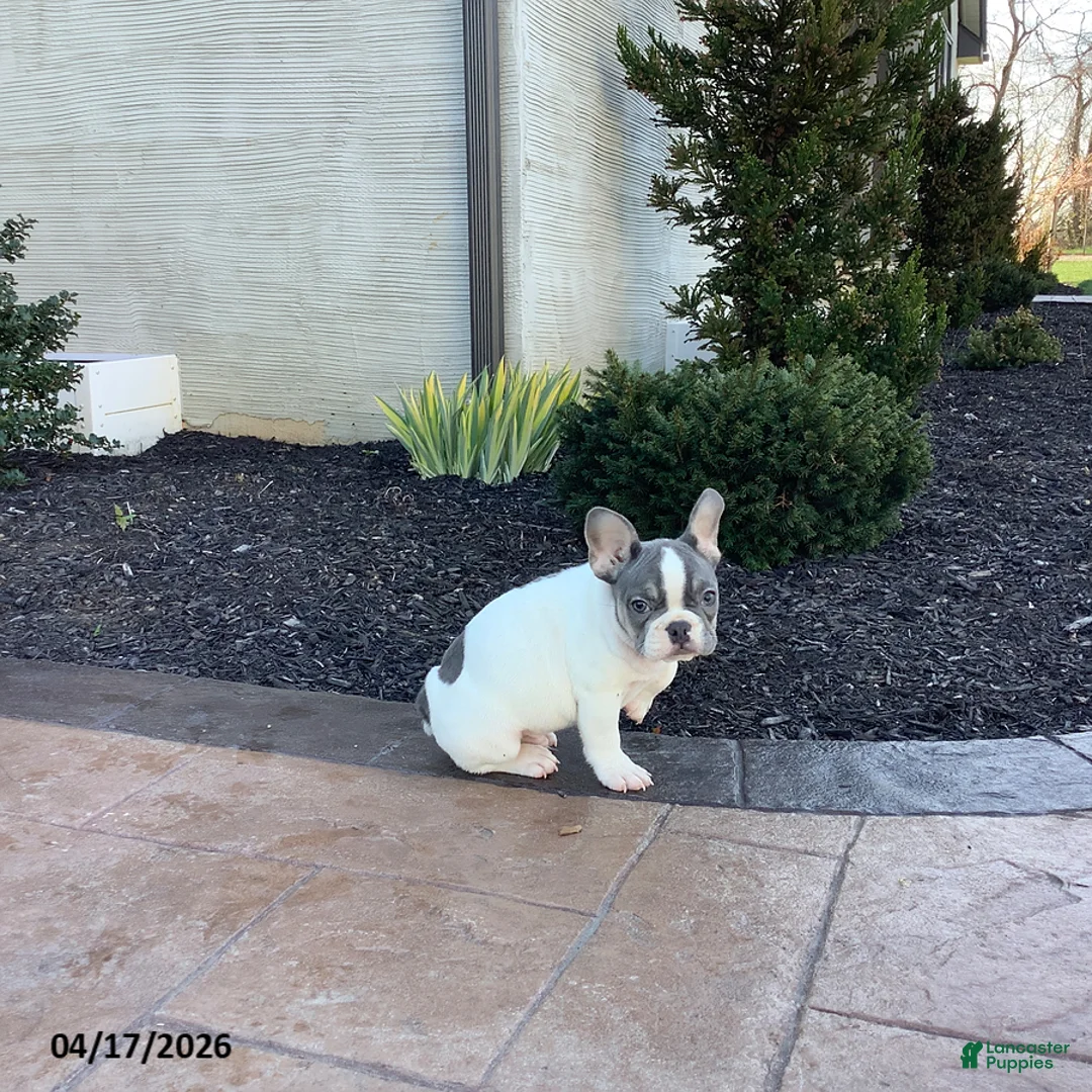 French Bulldog dogs for sale: Echo - Ad 4