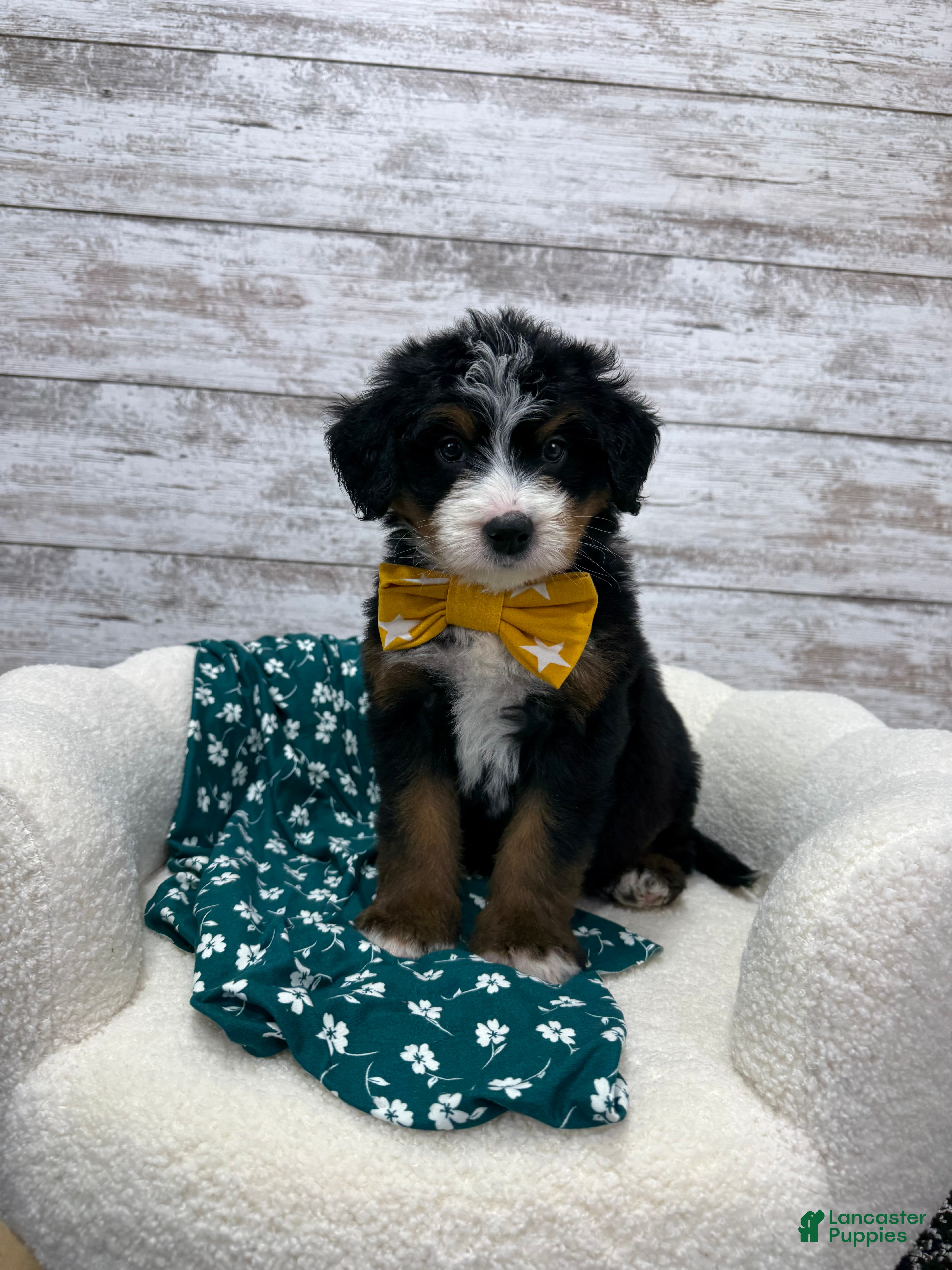 Mini Bernedoodle dogs  ❤️Chase - Ad 2