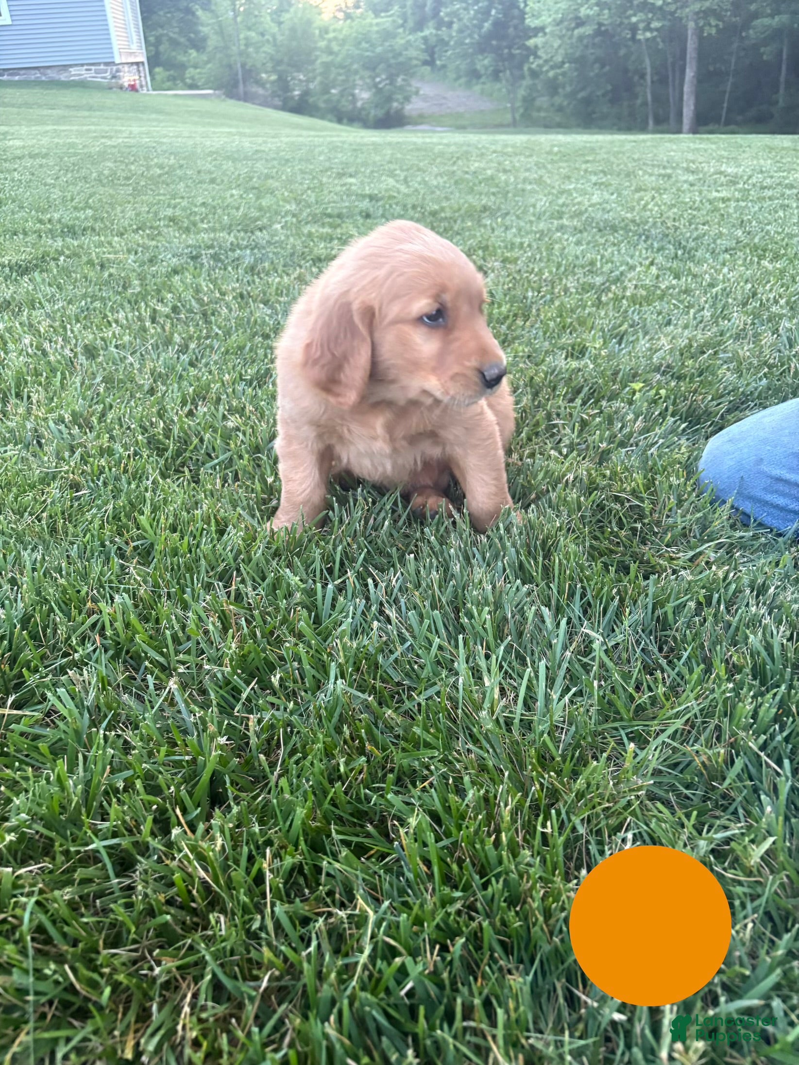 Golden Retriever dogs Jax - Ad 2