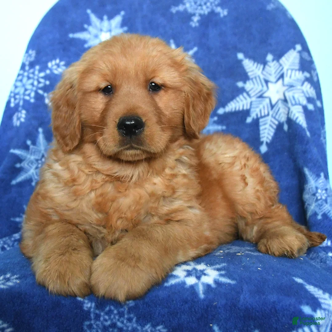 Golden Retriever dogs for sale: Willow - Ad 3