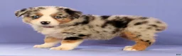 Miniature Australian Shepherd dogs for sale: Melissa - Ad 3