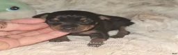 Miniature Pinscher dogs for sale: Maddie black and rust  - Ad 2
