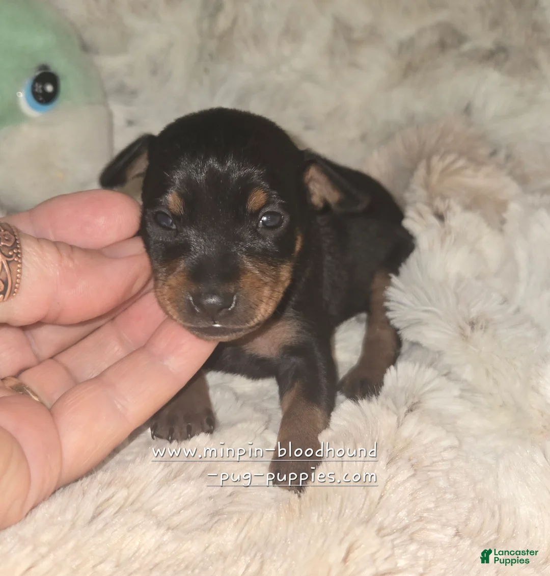 Miniature Pinscher dogs for sale: Maddie black and rust  - Ad 2