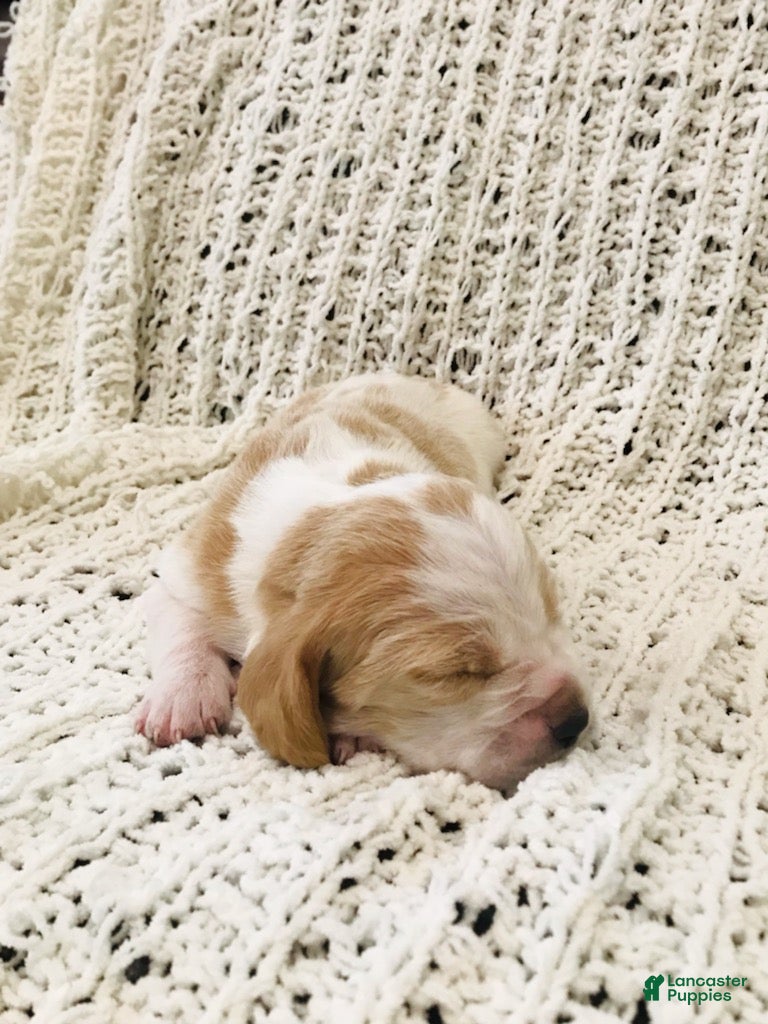 Basset Hound dogs Fern-female - Ad 2