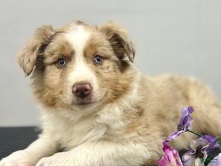 Australian Shepherd dogs Muddy Paws - Ad 1