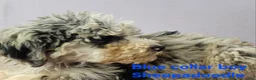 Sheepadoodle dogs for sale: Blue collar boy Sheepadoodle  - Ad 5
