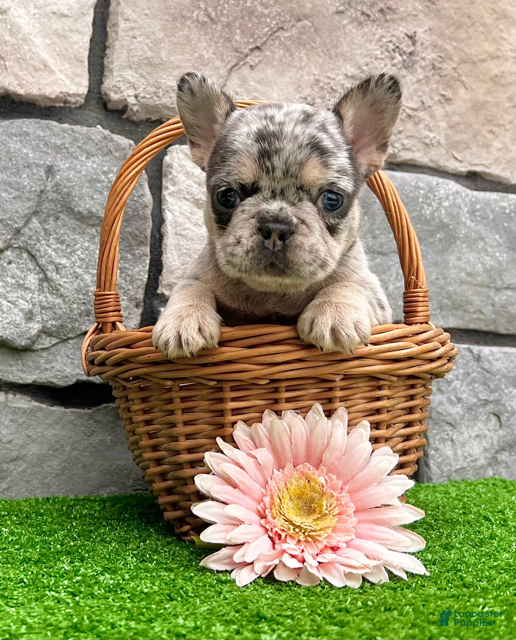 French Bulldog dogs Dawn - Ad 2