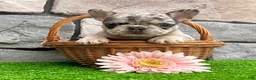 French Bulldog dogs for sale: Dawn - Ad 2