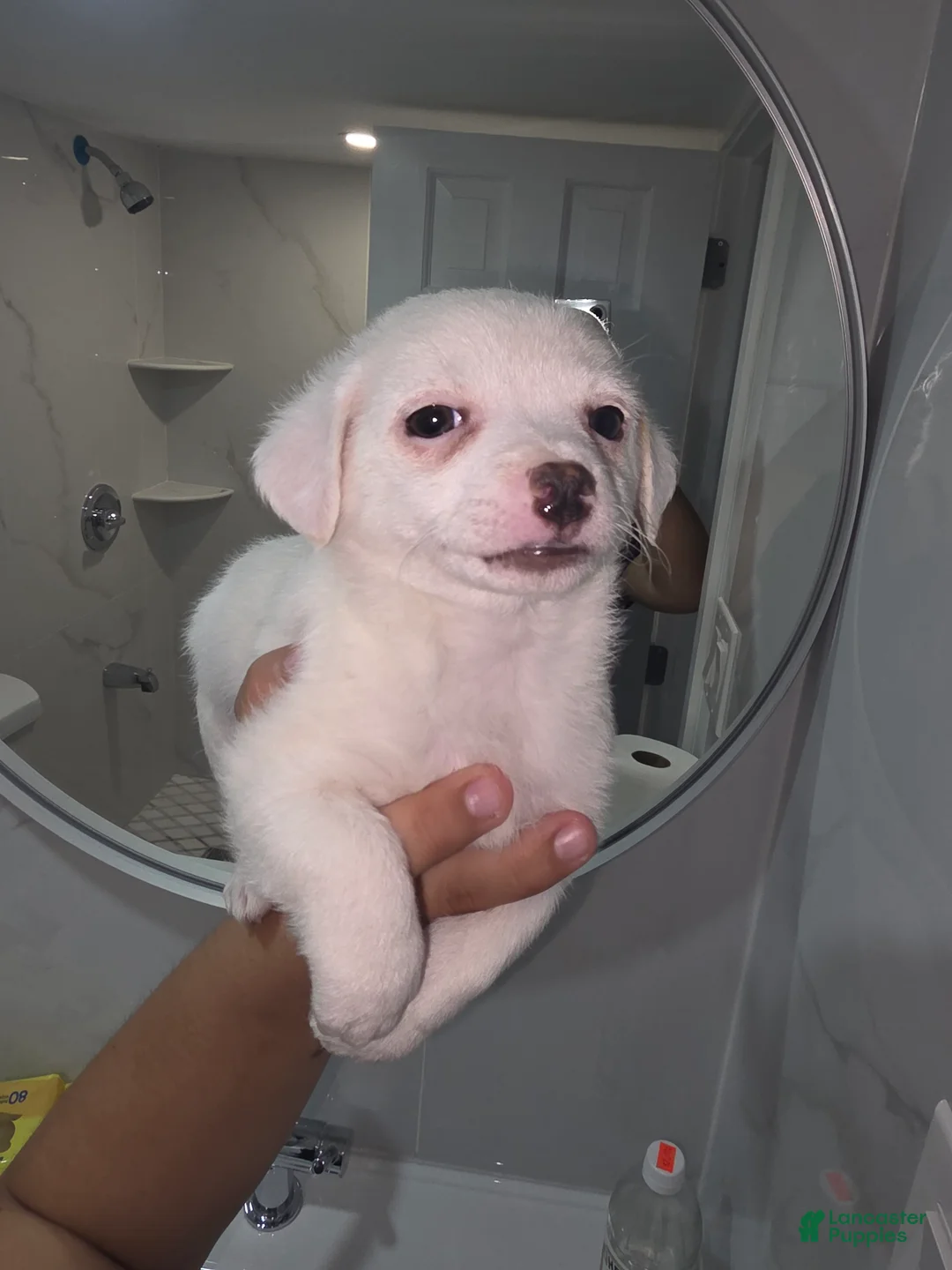 Chihuahua dogs for sale: Chihuahua luca - Ad 1