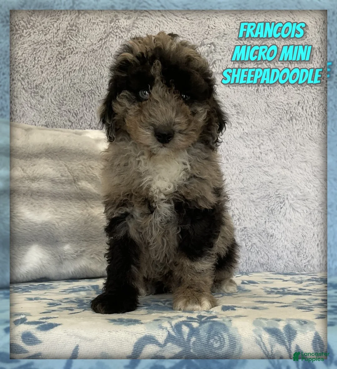 Mixed Breed dogs for sale: Francois - Ad 1