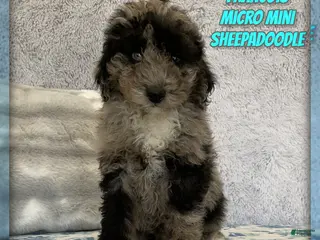 Mixed Breed dogs for sale: Francois - Ad 1