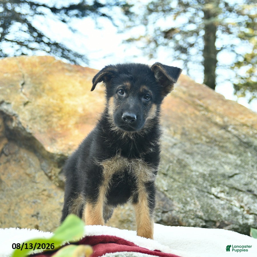German Shepherd dogs Ace  - Ad 1