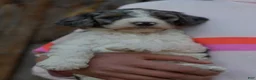 Standard Poodle dogs for sale: Piper, Standard Poodle Puppy 4 - Ad 9
