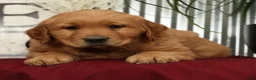 Golden Retriever dogs for sale: Aaron - Ad 6
