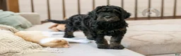 Bernedoodle dogs for sale: Acadia - Ad 31