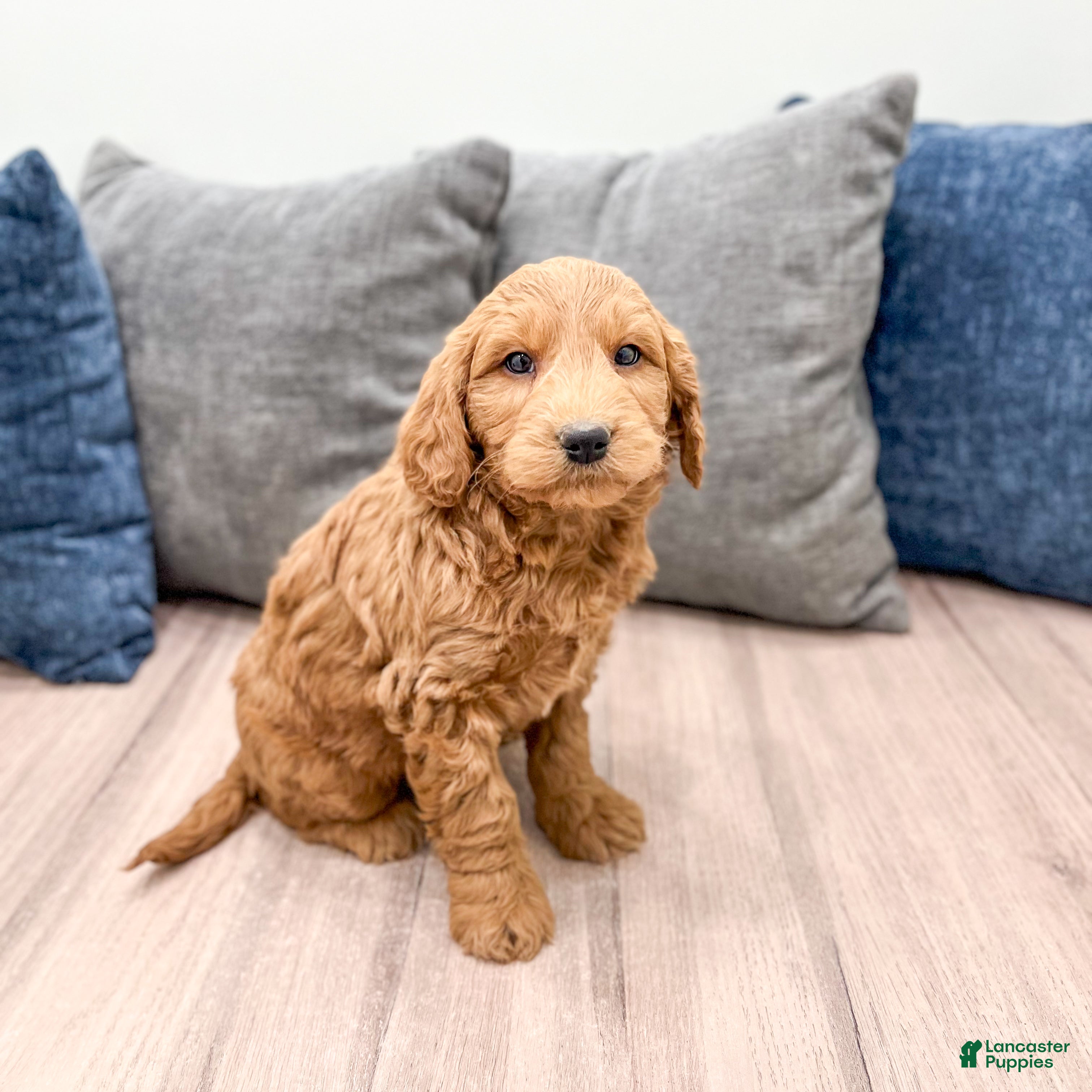 Goldendoodle dogs Benson - Ad 2