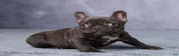 French Bulldog dogs for sale: Chloe - Ad 5