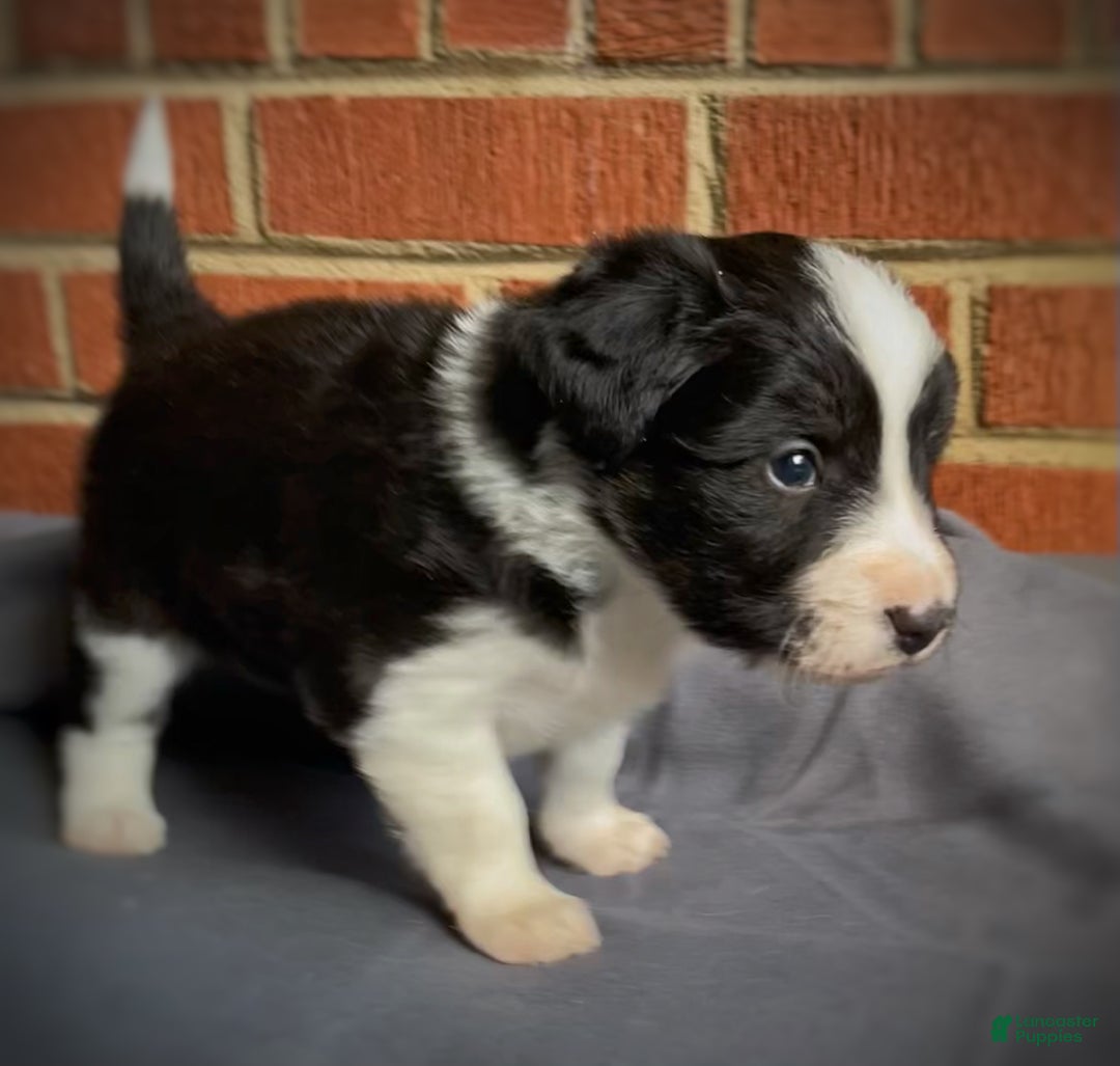 Mixed Breed dogs for sale: Zigity L - Ad 2