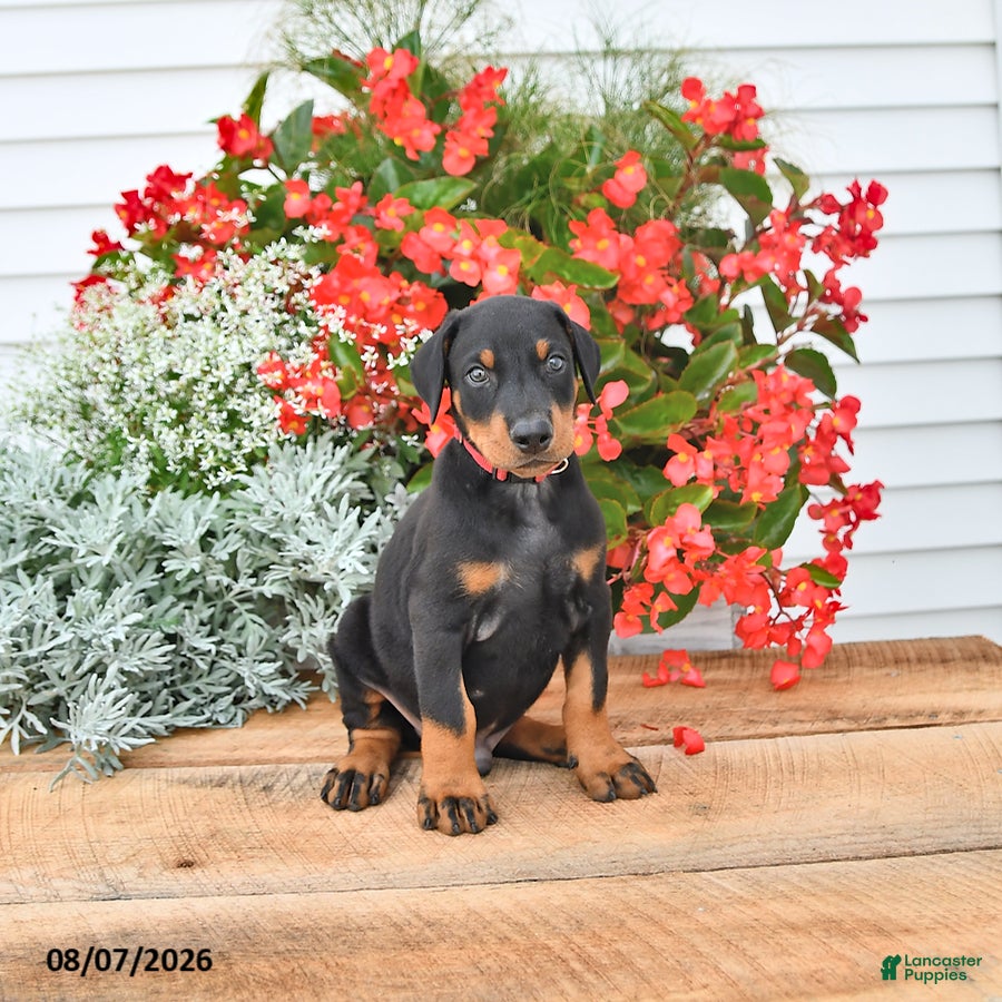 Doberman Pinscher dogs Bruno - Ad 2