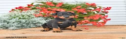 Doberman Pinscher dogs for sale: Bruno - Ad 2