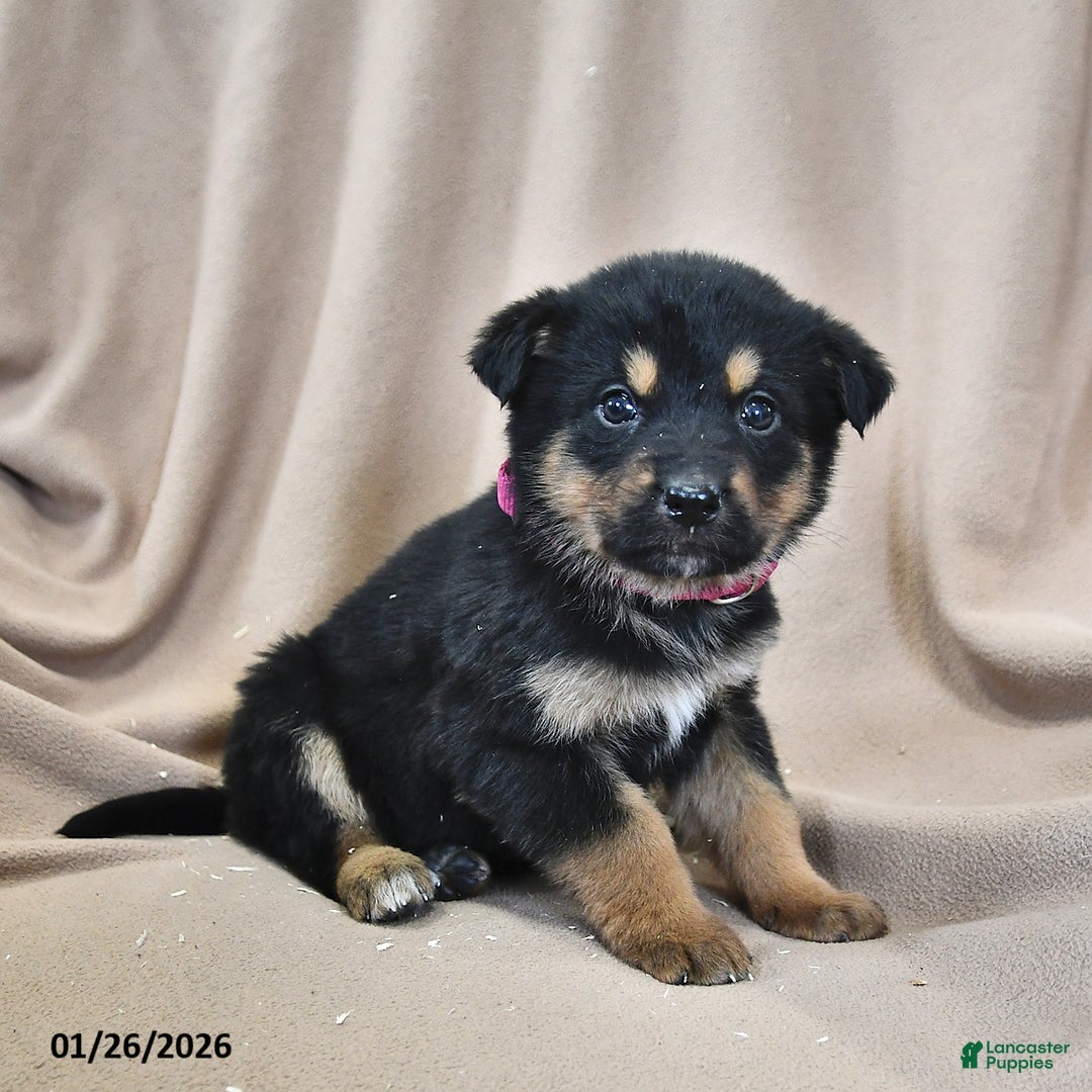 Mixed Breed dogs for sale: Bella   - Ad 2