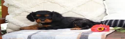 Cavalier King Charles Spaniel dogs for sale: Mike - Ad 5