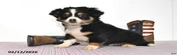 Mixed Breed dogs for sale: Badger - Ad 4