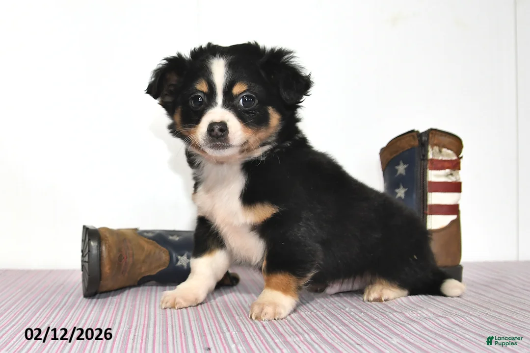 Mixed Breed dogs for sale: Badger - Ad 4
