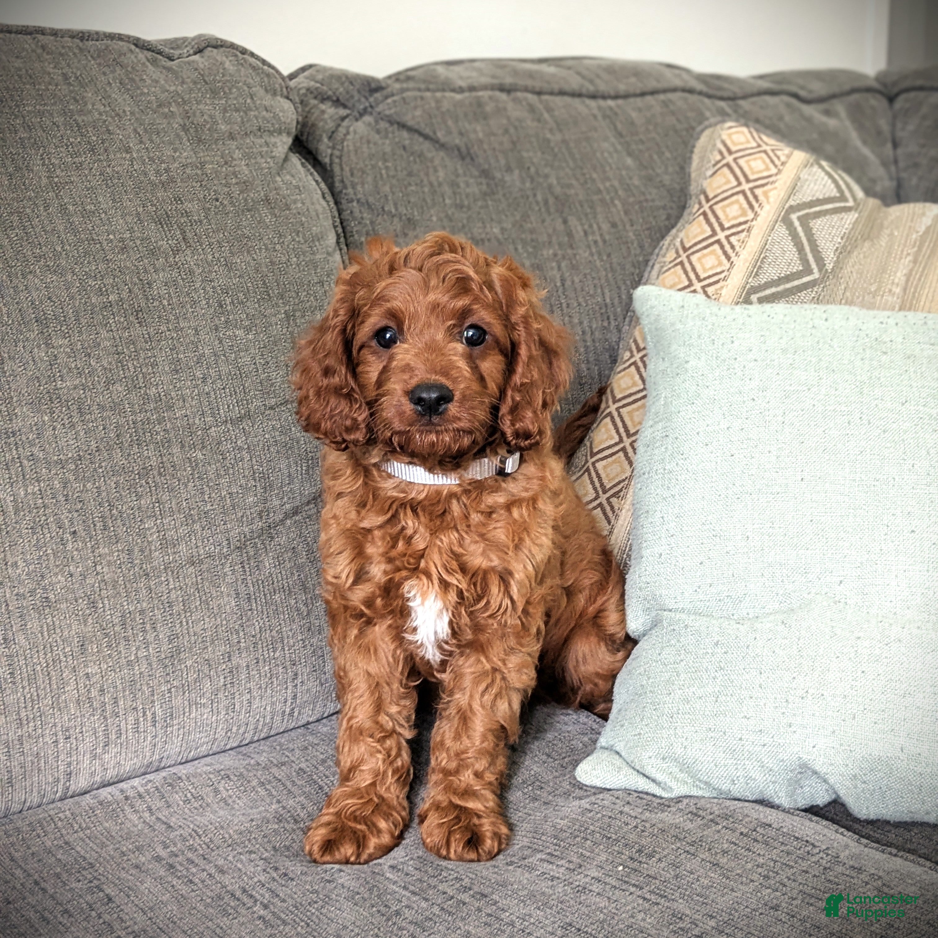 Cavapoo dogs Toby - Ad 1
